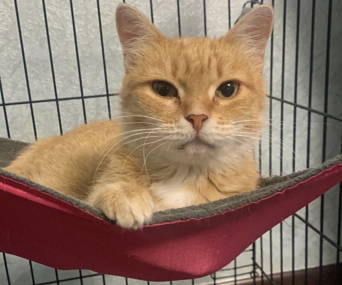 Рыжуля на передержке в квартире 