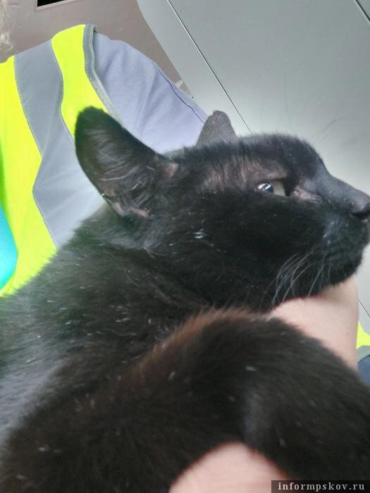 Псковичи собрали средства на лечение кота Василия. Фото со страницы Юлии Матвеенко в соцсети «ВКонтакте»