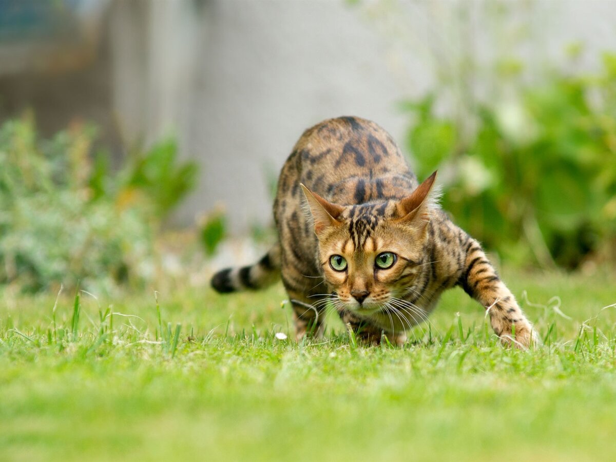 Источник: https://catalog-photo.ru/