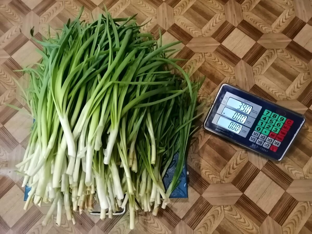 Готовый  к продаже лук на  зелень 