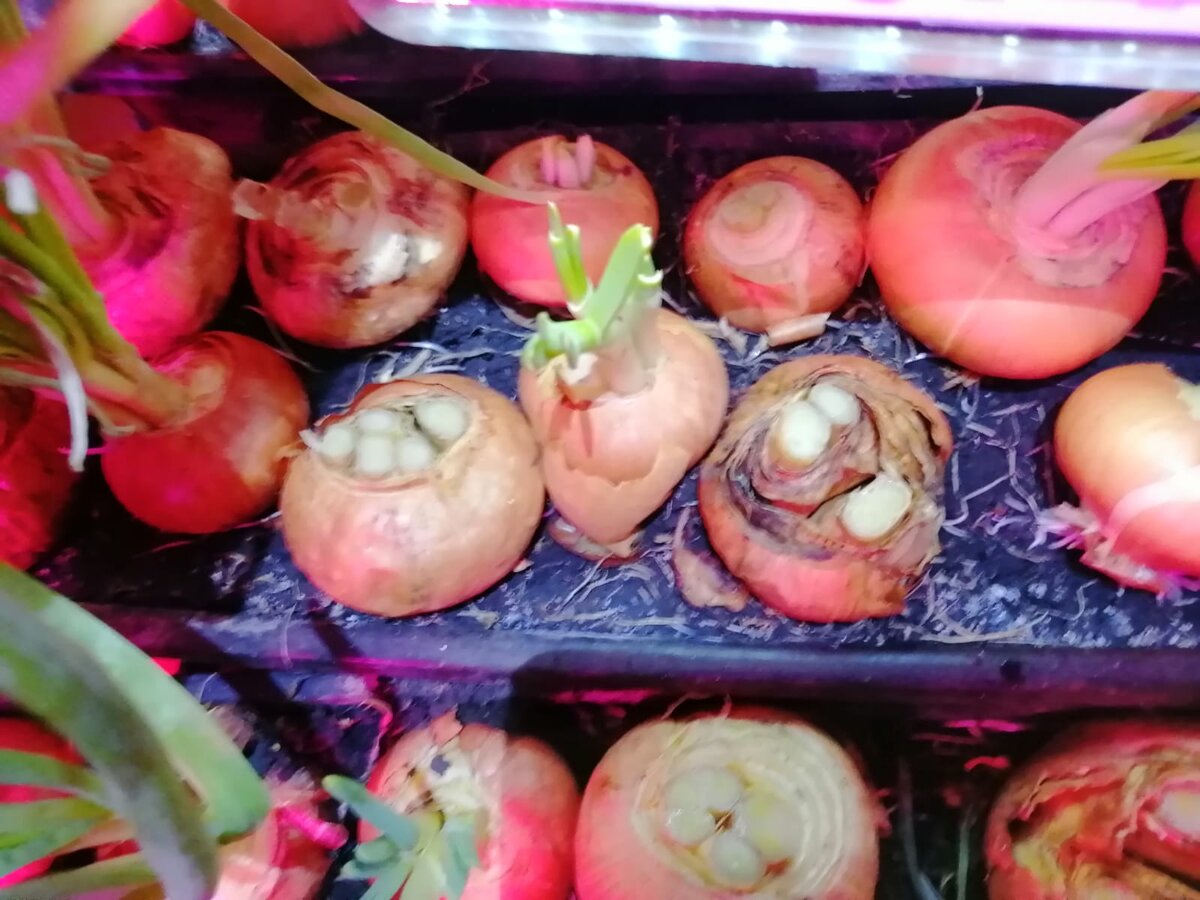 Видны на срезанном луке зачатки