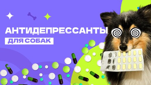 Антидепрессанты для собак. Для чего? Мода на антидепрессанты?