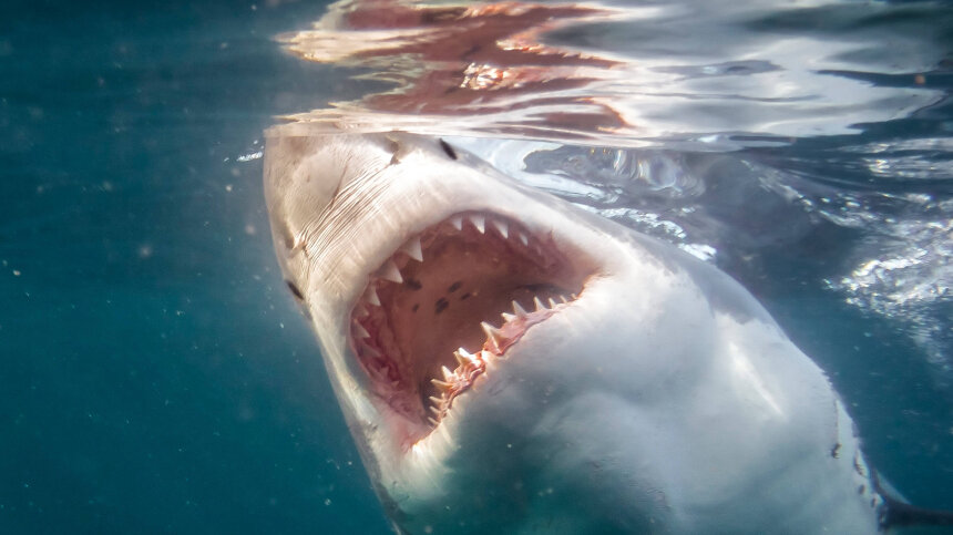 акула белая, акула-людоед, кархародон. акула кархародон. год акулы. год акулы. год акулы.