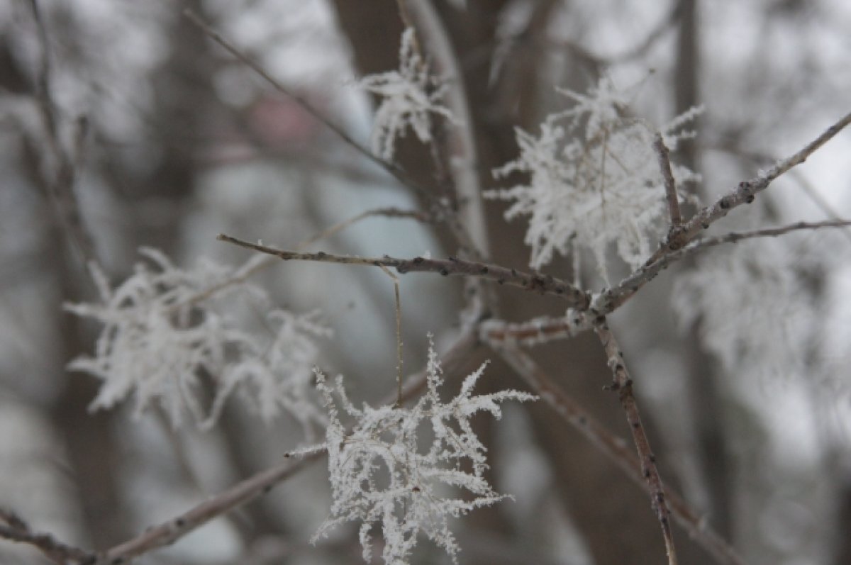    До минус 12 и без осадков прогнозируют 31 января 2024 года