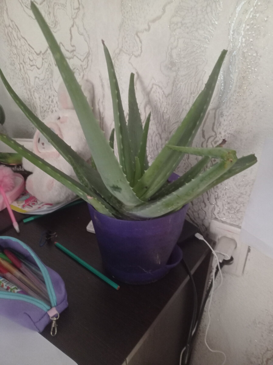 Алоэ, фото мое, цветку больше 5 лет.