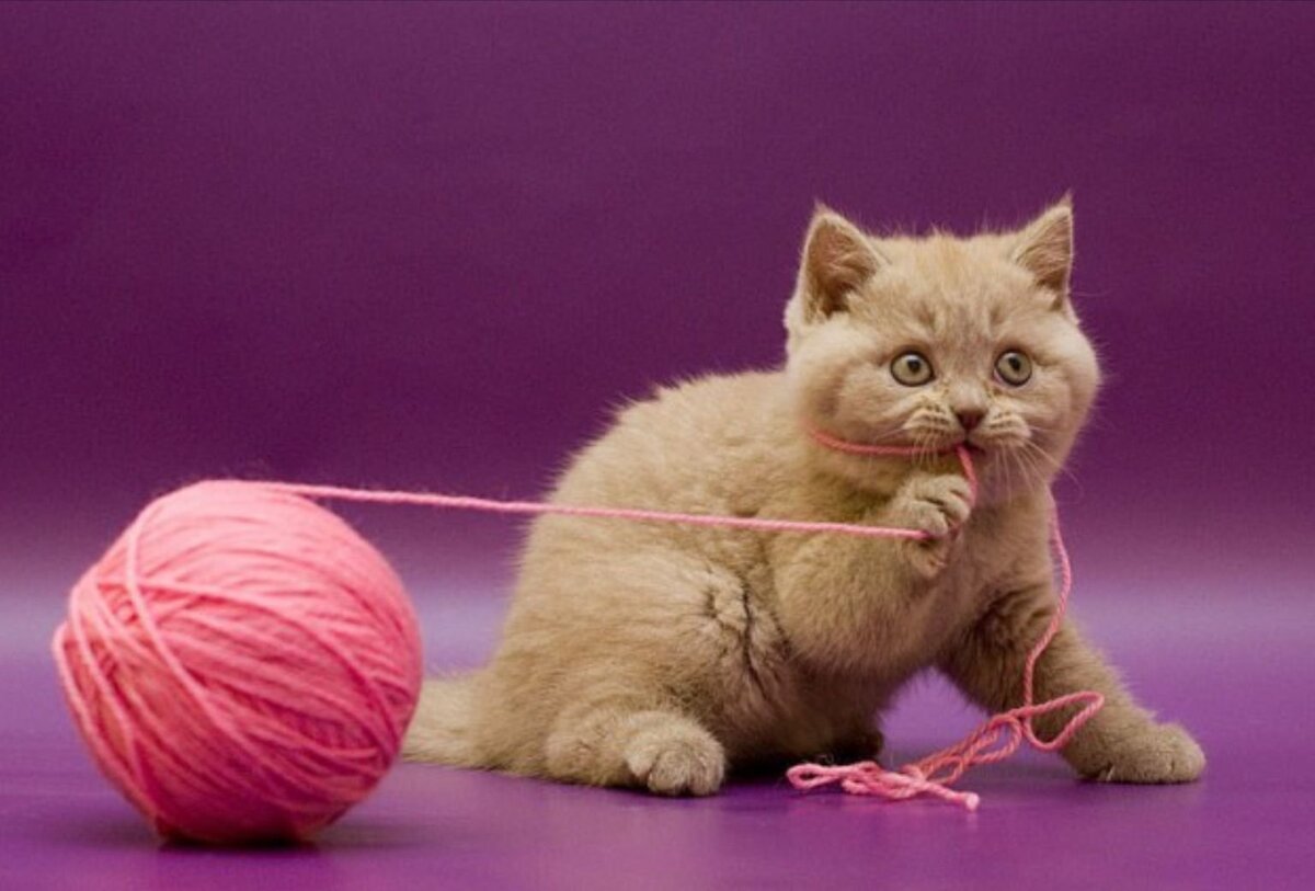 последовательность добавления овощей в суп. кладут овощи в какой последовательности. сколько варить свеклу. продолжительность варки овощей. чередование посадок овощных культур таблица.