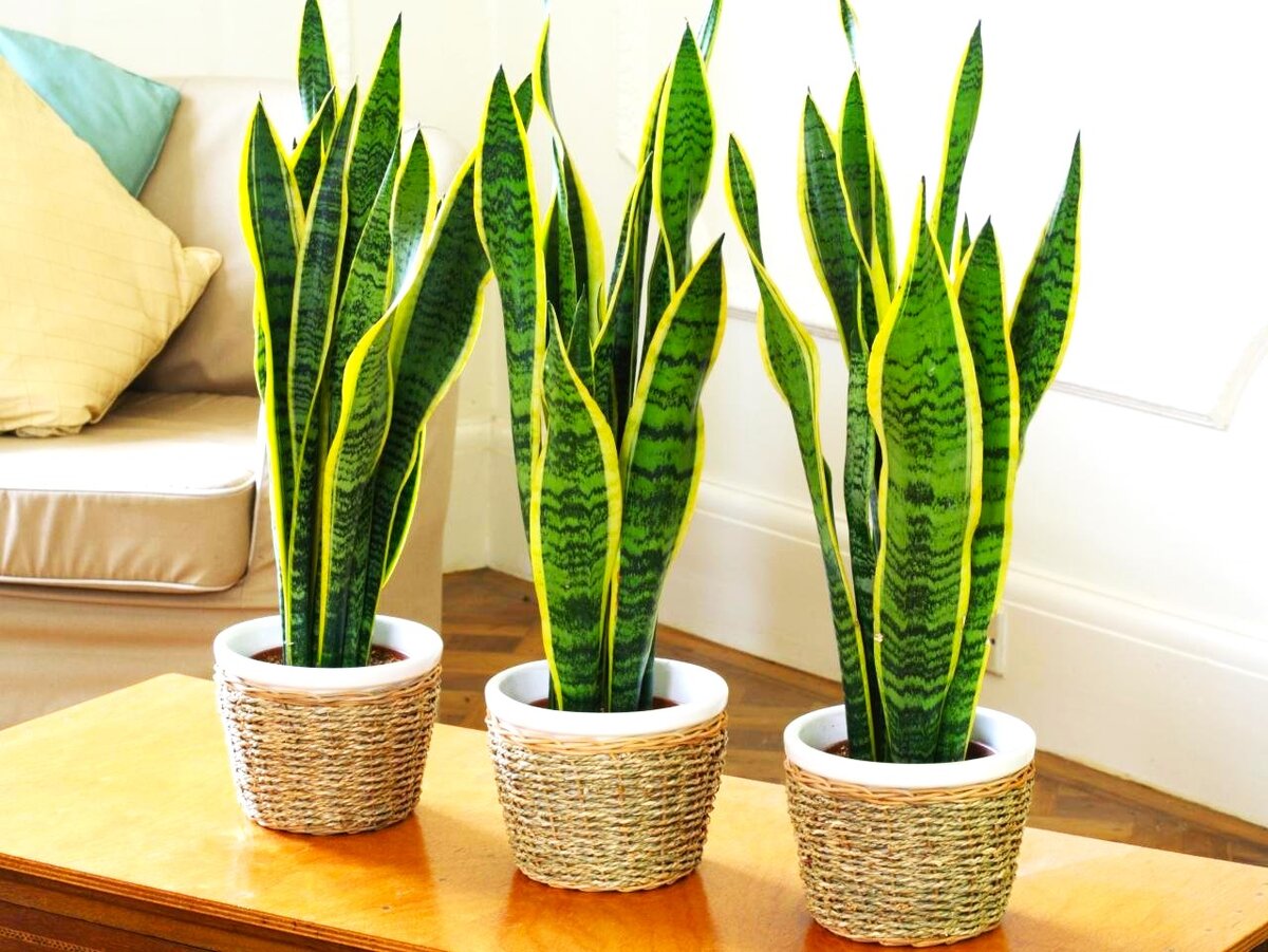 календарь пересадки комнатных растений 2022. комнатные цветы календарь. календарь рассады цветов. когда можно пересаживать комнатные цветы. комнатные цветы календарь.