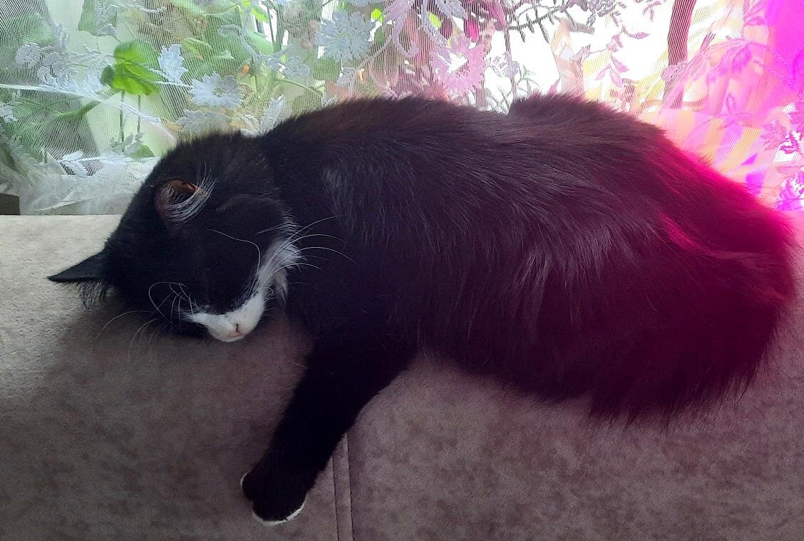 очень близкий родственник Баюна. Может правнук 