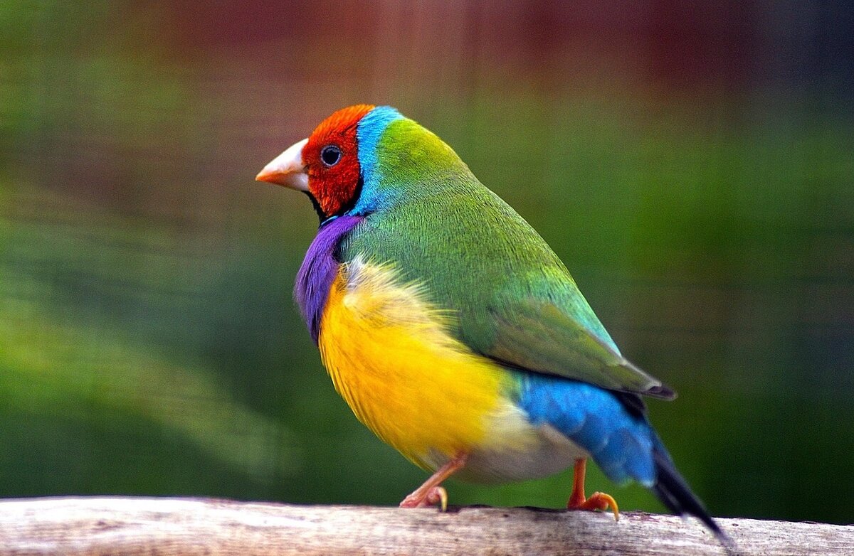 День зимующих птиц россии мероприятие в библиотеке. 15 января праздник птиц. 15 января день зимующих птиц россии. 15 января птицы. Тени зимующих птиц.