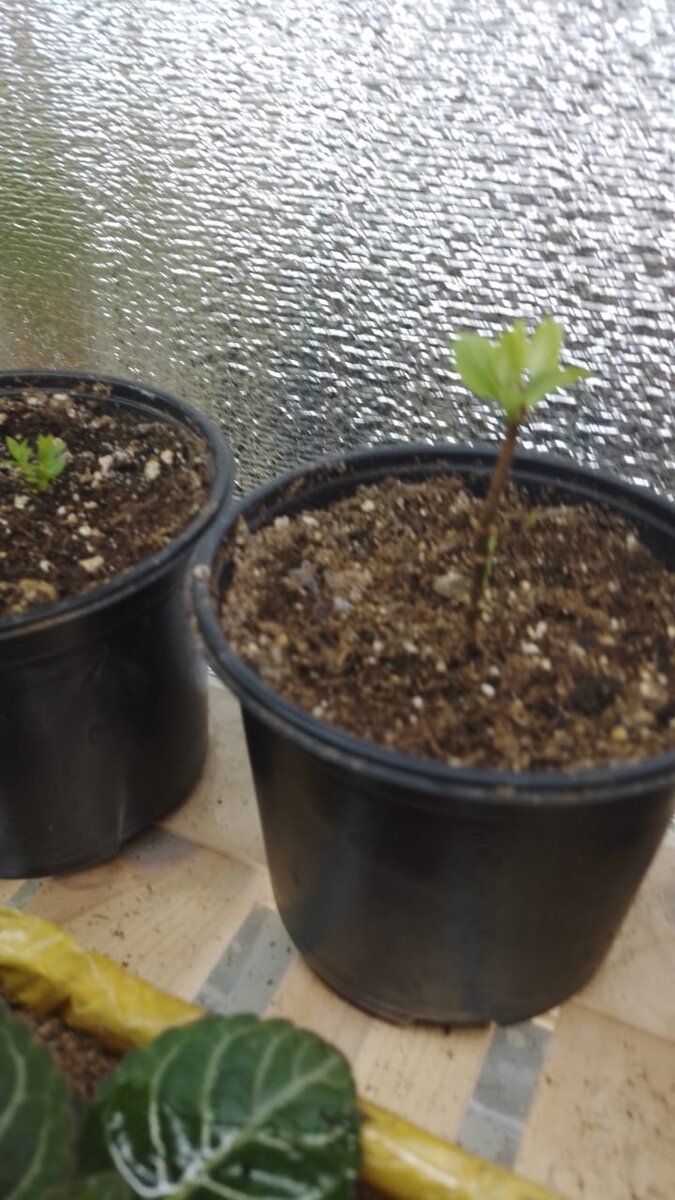 Просыпаются наши красавицы