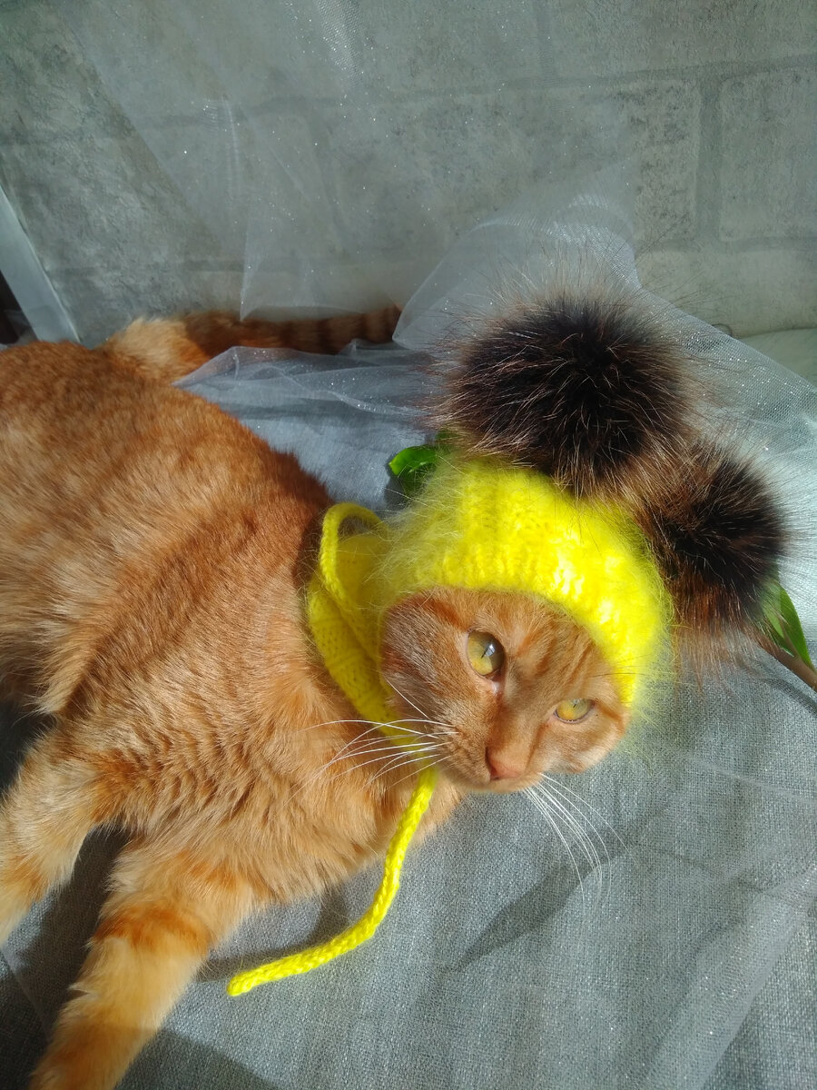 Наше рыжее солнышко.