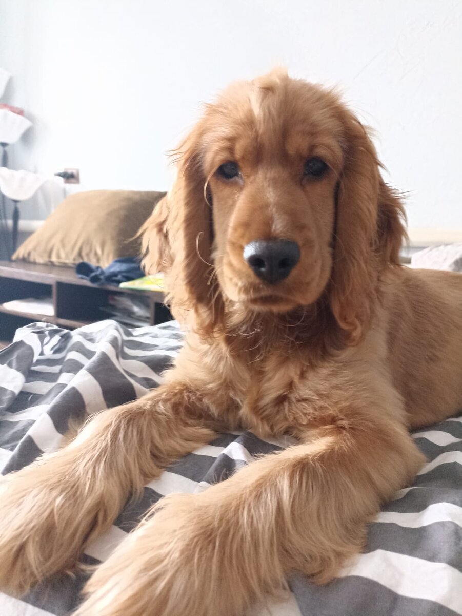 Фото из архива наших питомцев. Марфа.