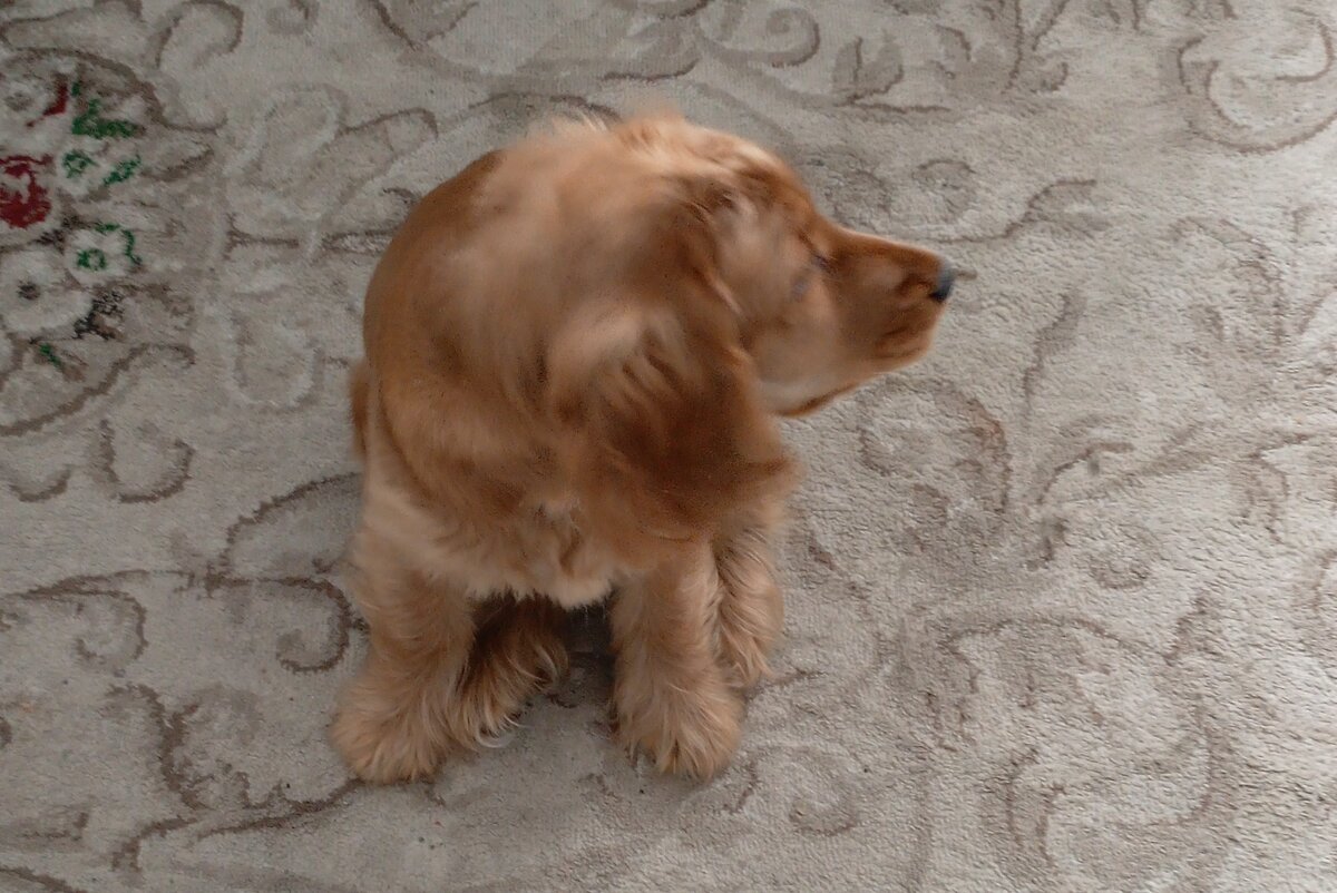 Фото из архива наших питомцев. Марфа 