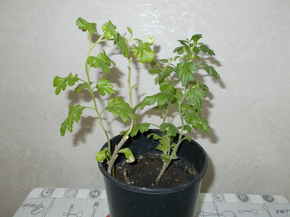 Фаленопсис реанимация корней. Гнилые корни у орхидеи. Орхидея фаленопсис реанимация. Как спасти растение. Перелив орхидеи.