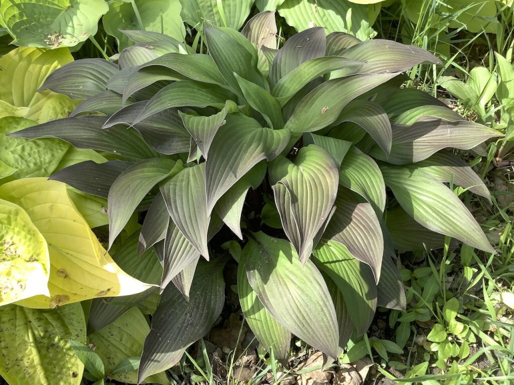 Хоста ферст блаш. Хоста фёрст Блаш. Hosta first blush. Хоста Ферст Блаш фото.