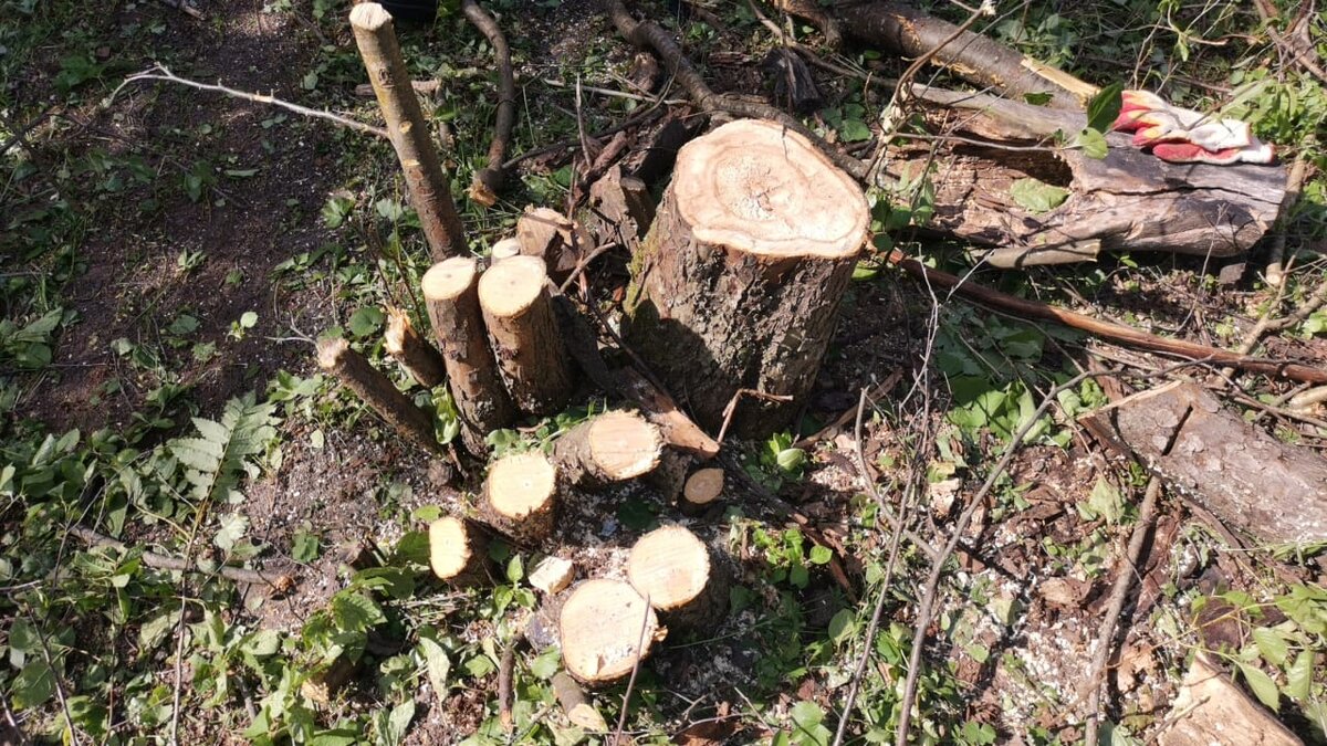 Основные принципы и нормы морали. Что бывает моральным. Мораль и виды нравственности. Ситуация морального выбора. Основное значение понятия мораль это.