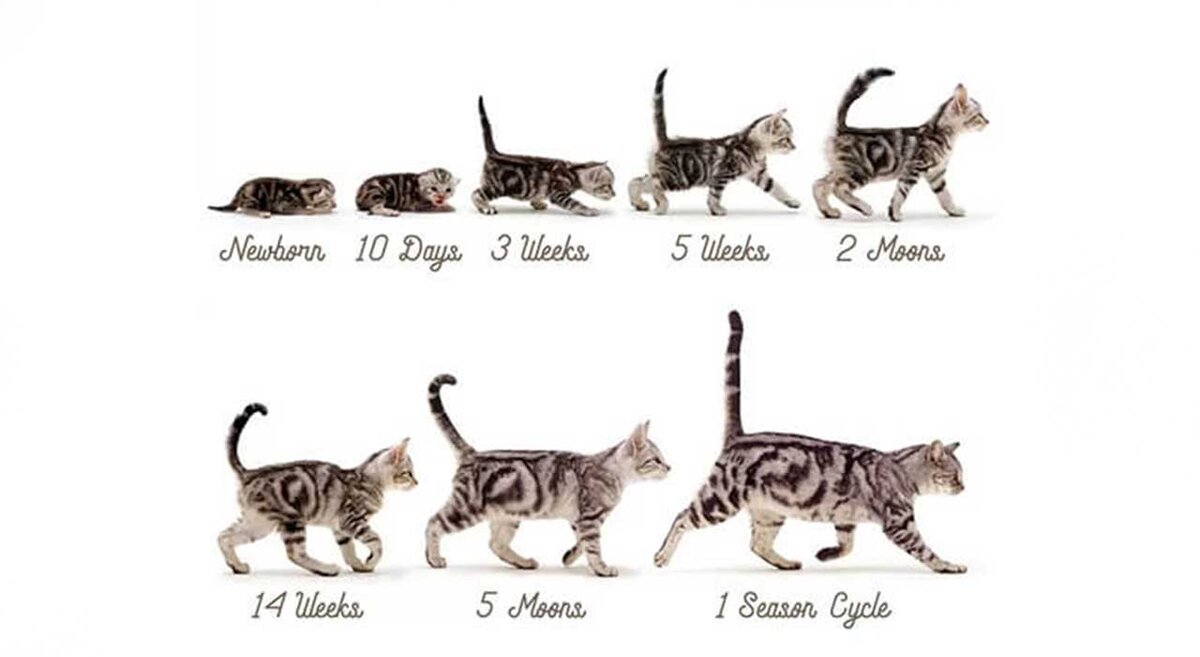 Во сколько месяцев кошки начинают. Котёнок в 2 месяца размер. Как определить Возраст котенка. Возраст котят по месяцам. Котенок 5 месяцев Размеры.