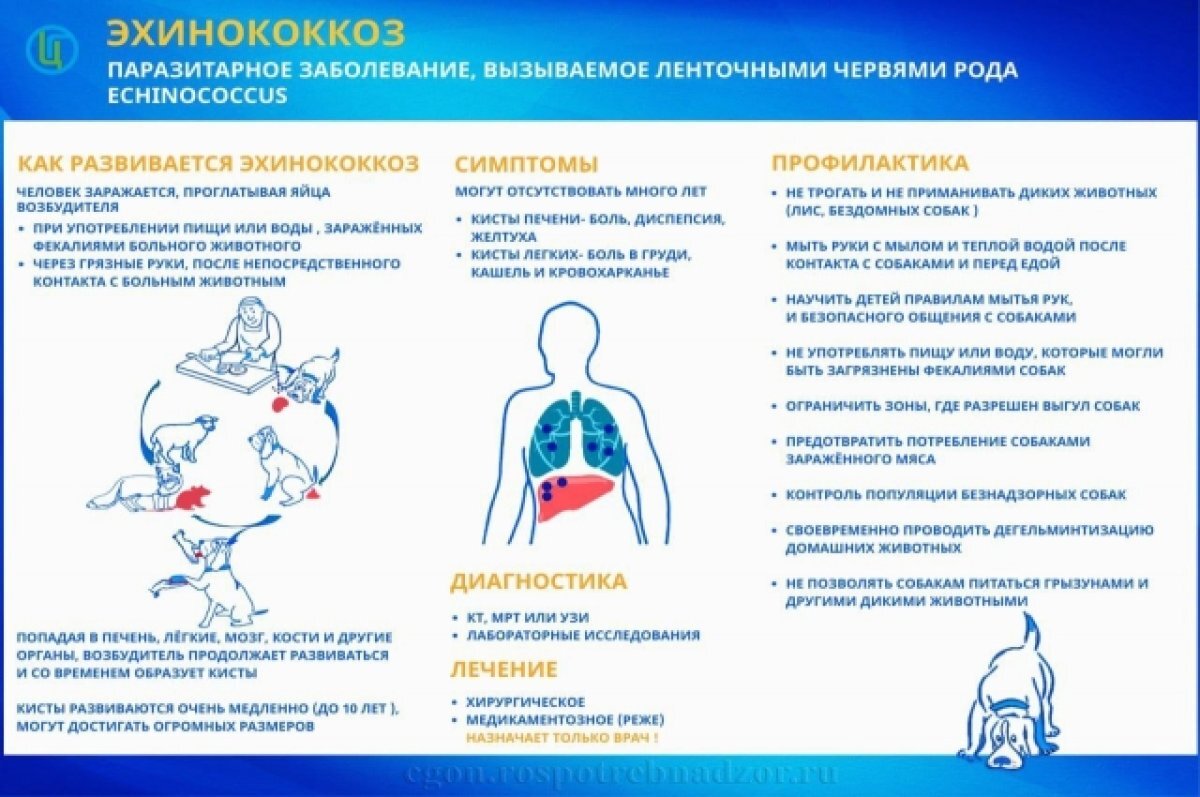   Во Владимирской области были найдены случаи заболевания эхинококкозом