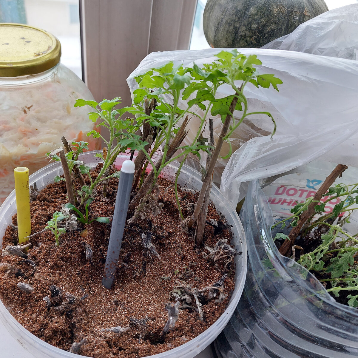 Айвазовский мельница. Мельница караоке ведьма. Королевна мельница текст. Добро мельница минус. Ветряные мельницы wallpaper.