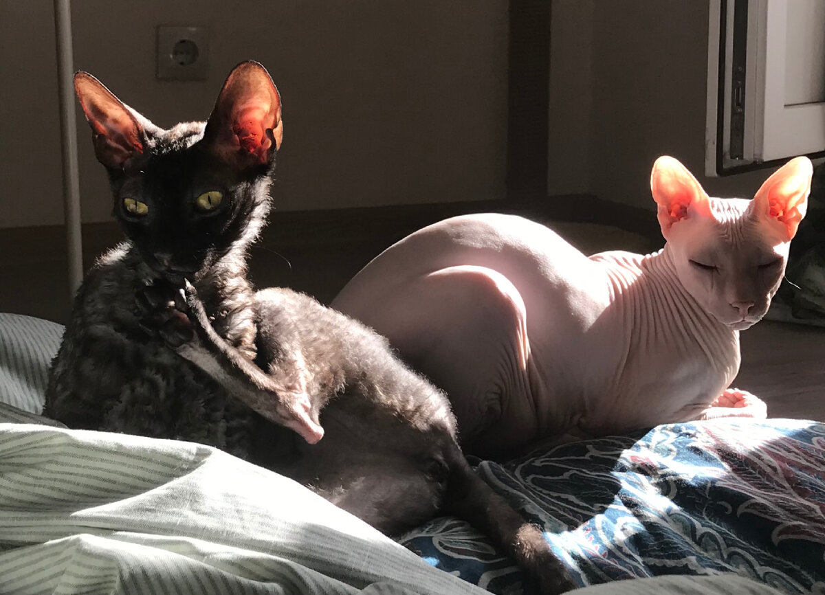 Мои любимые «котята» ❤️