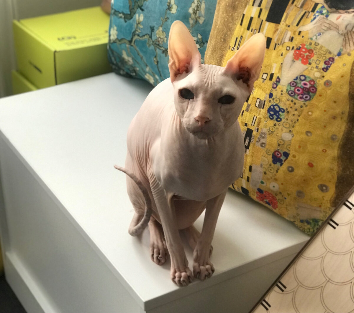 - Разве я старый??😿