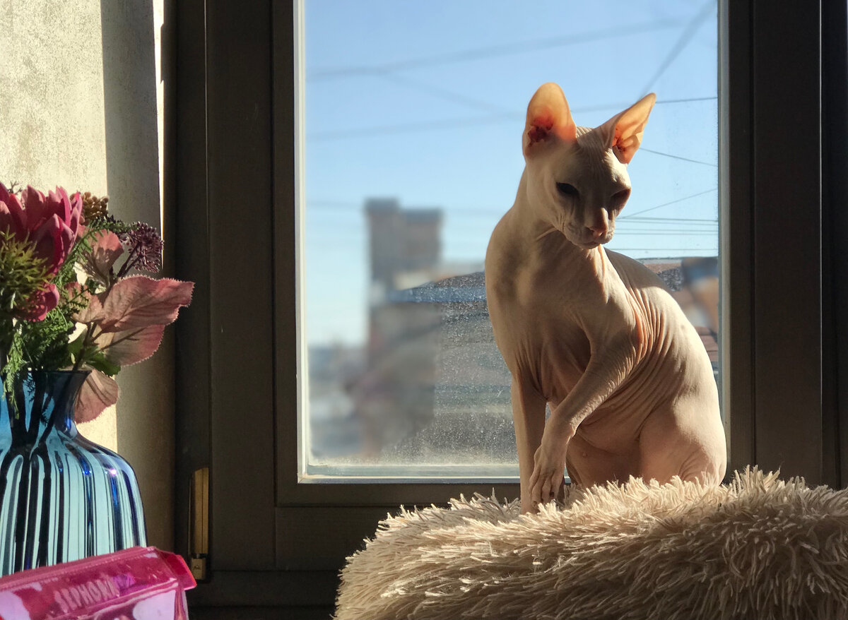 Кот канал дзен. Кот дзен. Кошечка медитирует. Котик в позе лотоса. Кот буддист.