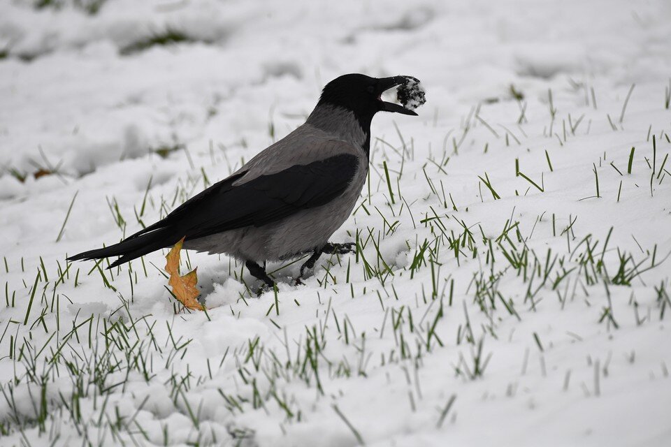 Формула закрепления вагонов тормозными башмаками. Сколько башмаков при ветре. Сколько башмаков при ветре. Формула закрепления тормозными башмаками. Формула закрепления тормозными башмаками.