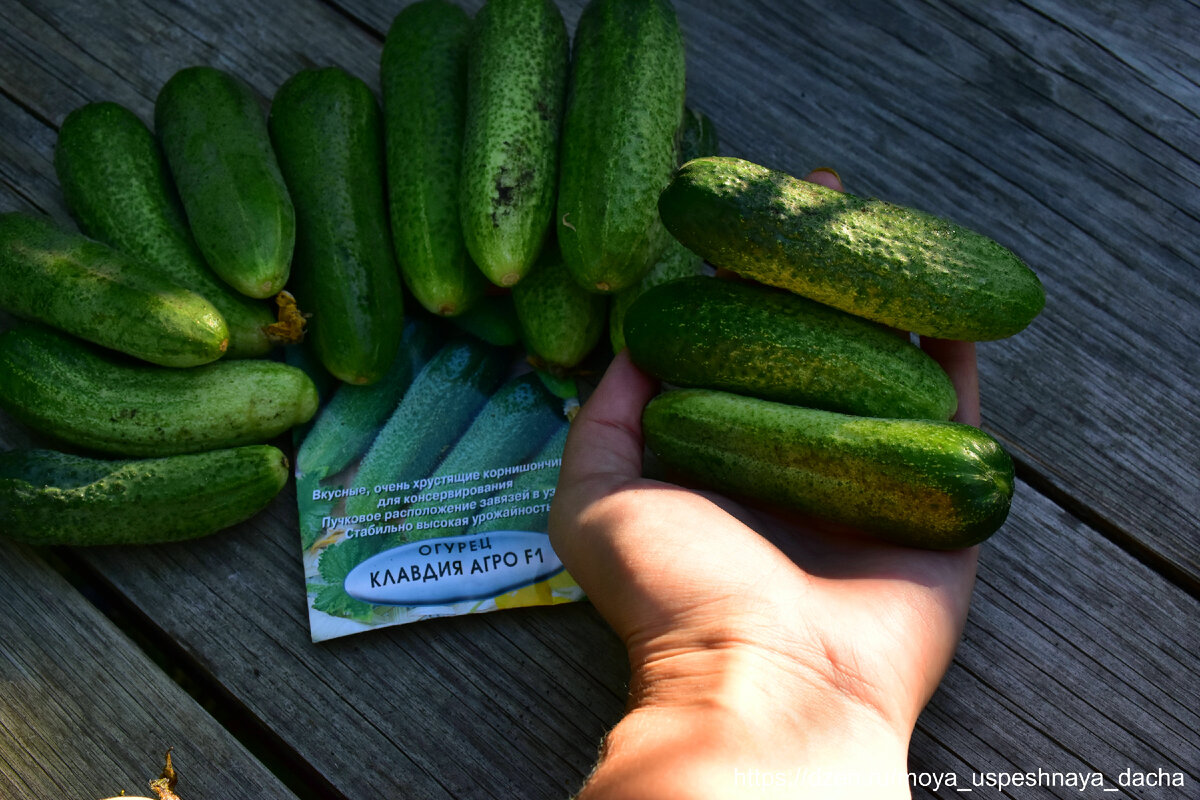 дыня на даче в открытом грунте. с двух грядок собрали 56 клубники. высокие грядки для клубники. многоуровневые грядки для клубники. клубника в теплице в два яруса.