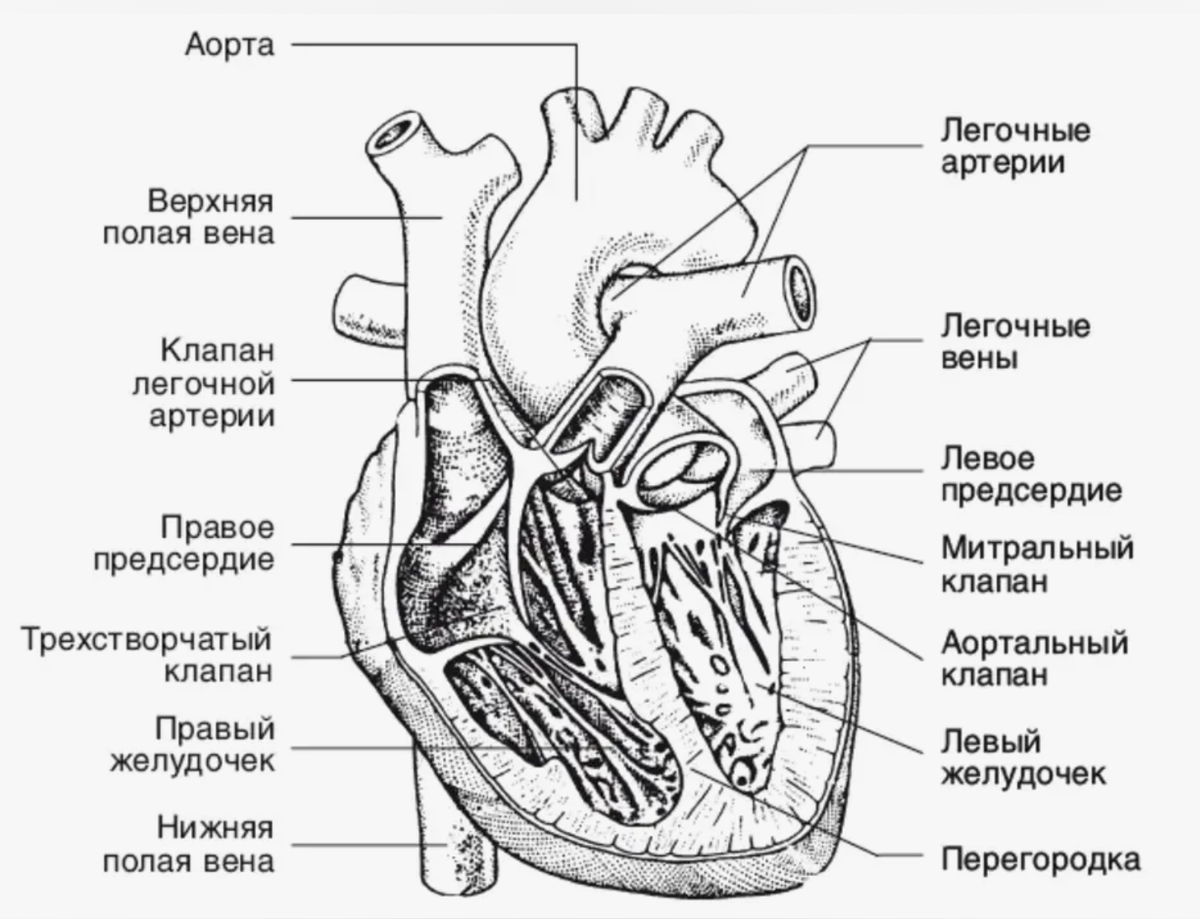 Строение сердца человека рисунок. Внутреннее строение сердца человека анатомия рисунок. Строение сердца человека схема 8 класс. Строение сердца схема с подписями.