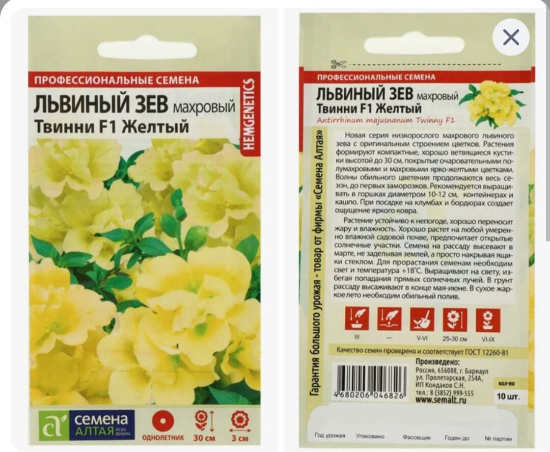 посадка семян львиного зева. антирринум рассада. львиный зев антирринум рассада. львиный зев антирринум рассада. антуриум львиный зев.