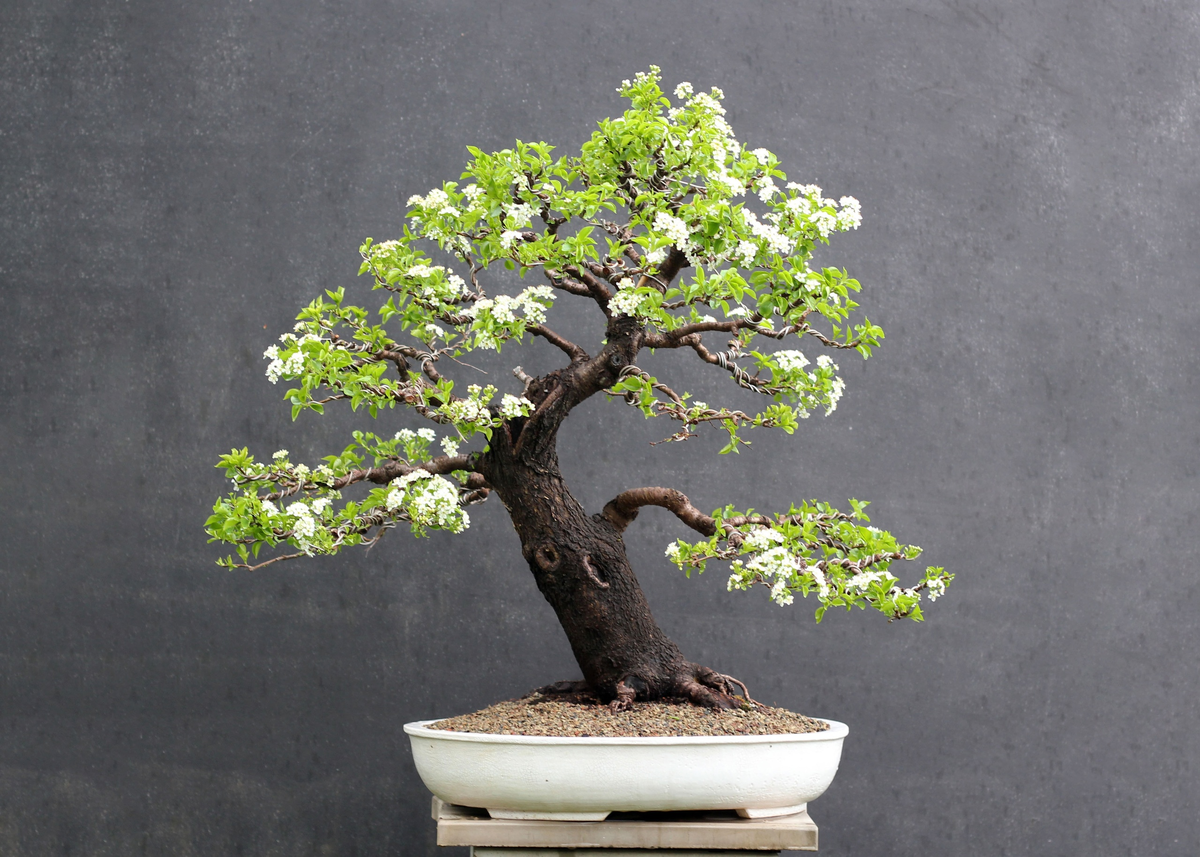 Дерево Bonsai 4k