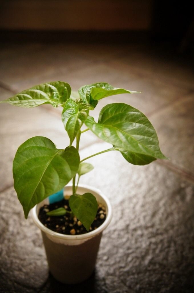 Фото взято из открытых источников