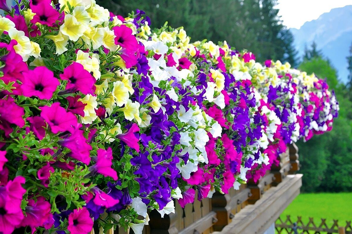 Петуния. Яндекс картинки. Когда сажать петунию.