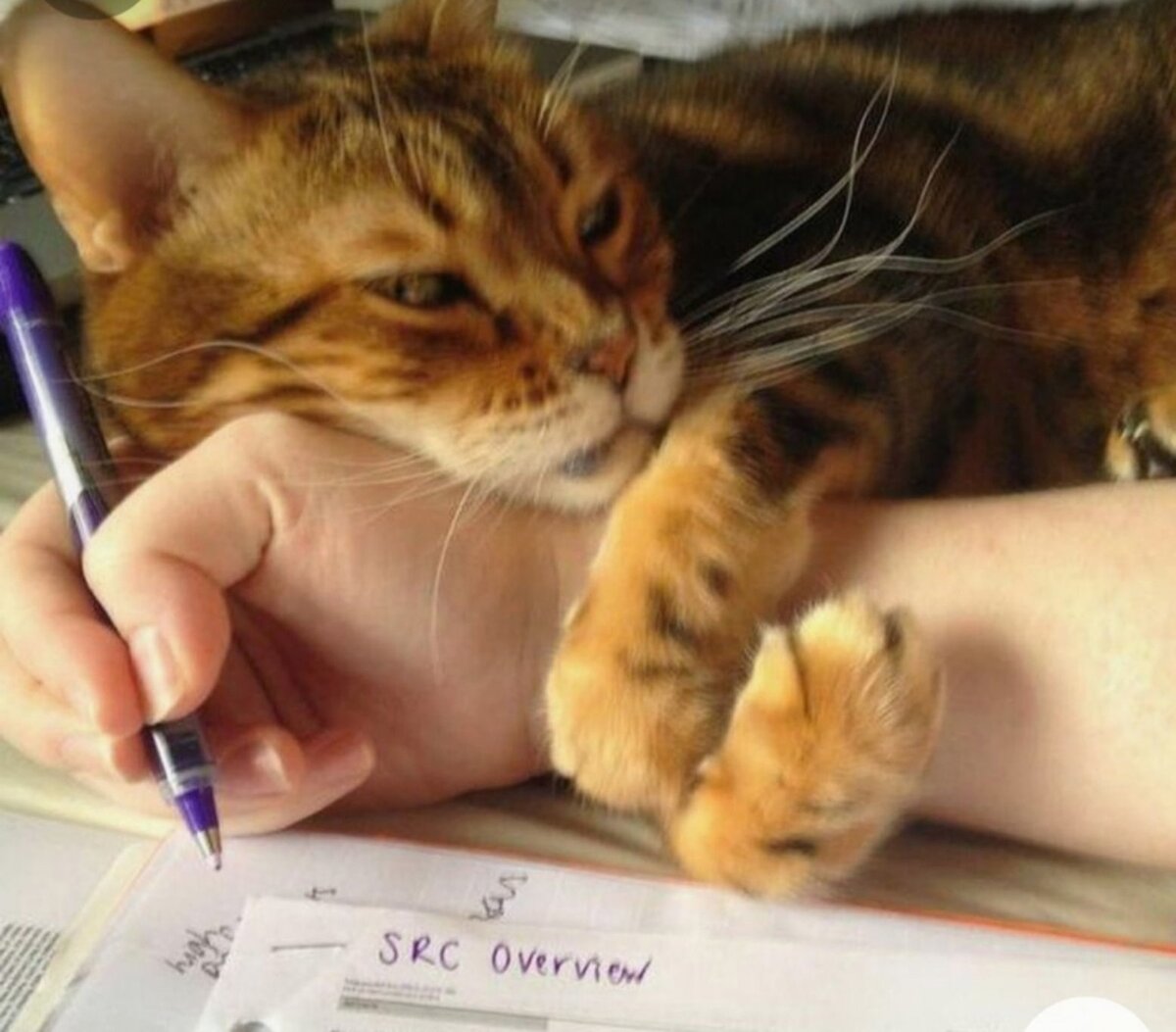 Писать ничего не нужно. Писать ничего не нужно. Ругань в чате. Писать ничего не нужно. Ненадо ненадо ненадо.