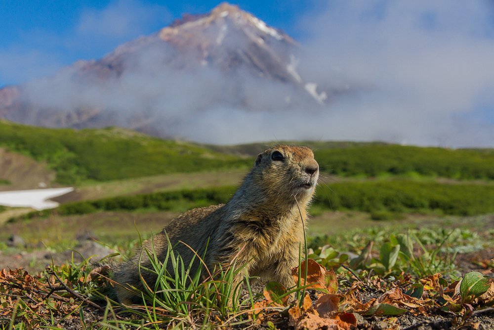 камчатка или сахалин. курильские острова острова охотского моря. сахалин камчатка. курильские острова на карте мира. остров итуруп курильские острова на карте.