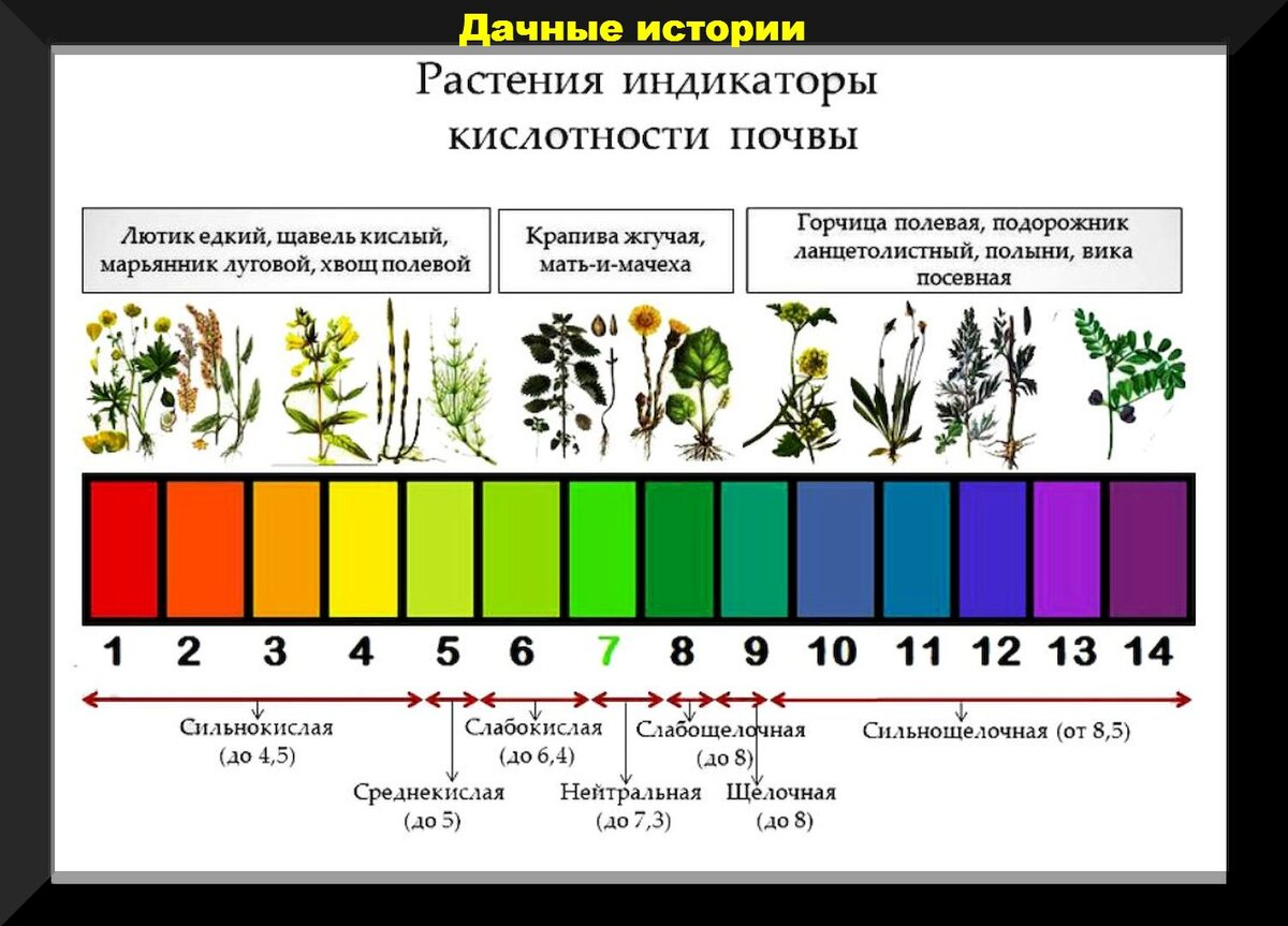 Растения индикаторы кислотности грунта. Шкала PH почвы кислотности почвы. РН кислотность шкала для растений. PH 12 кислотность почвы.