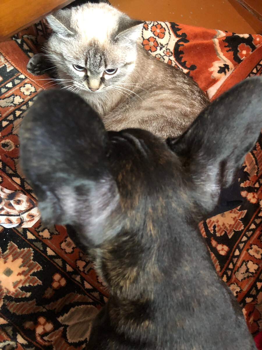 Выясним отношения!   фото автора