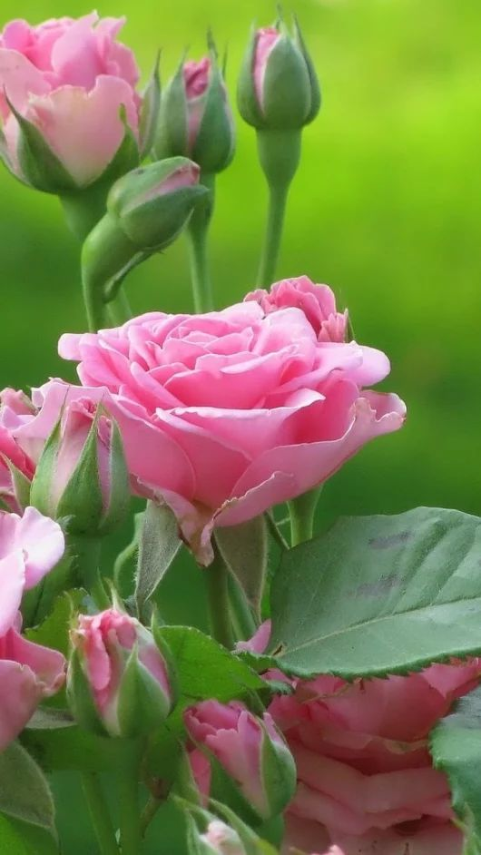 Картинка найдена на просторах интернета, ссылка: https://yandex.ru/images/search?from=tabbar&img_url=https%3A%2F%2Fim1.mywallps.com%2Fimages%2F8opaxXgB5RqH4WXoF9Ue.jpeg%3Fw%3D800&lr=103814&pos=20&rpt=simage&text=%D1%86%D0%B2%D0%B5%D1%82%D1%8B%20%D0%B6%D0%B8%D0%B2%D1%8B%D0%B5%20%D0%BA%D1%80%D1%83%D0%BF%D0%BD%D1%8B%D0%BC%20%D0%BF%D0%BB%D0%B0%D0%BD%D0%BE%D0%BC%20%D1%84%D0%BE%D1%82%D0%BE