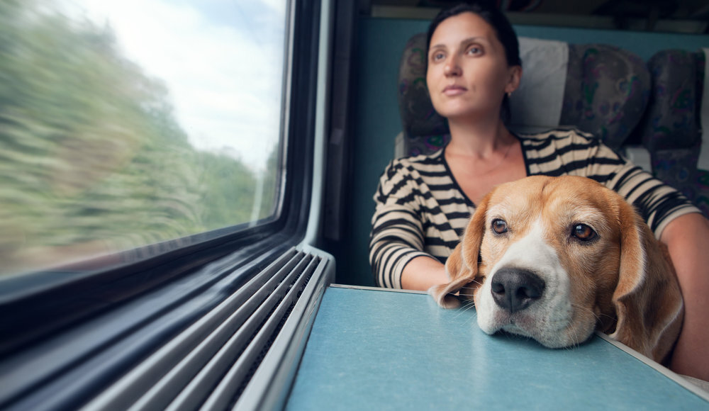 провоз животных ржд. правила перевозки животных в поездах. порядок провоза животных в поездах. правила перевоза животных. правила перевозки животных ржд 2023.