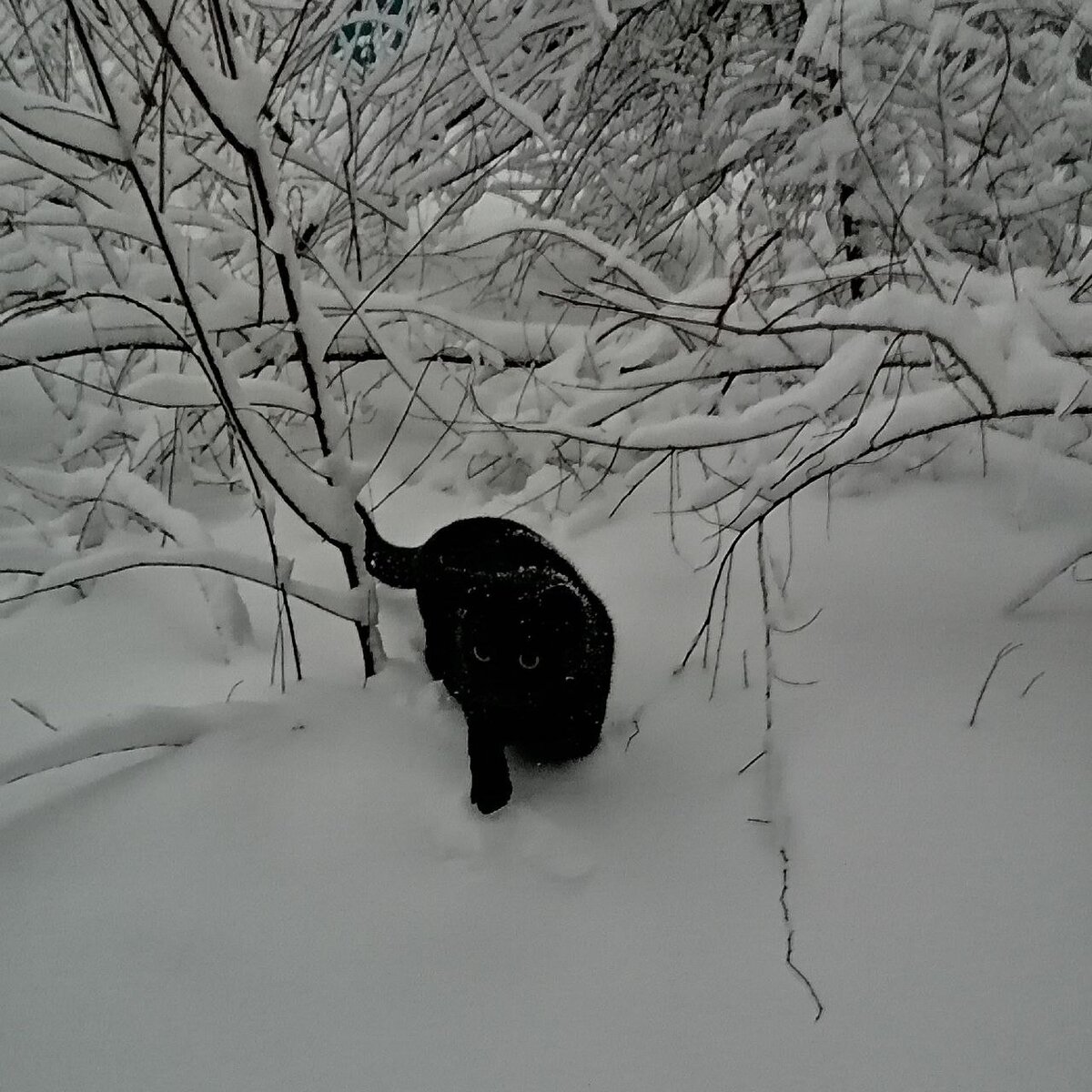 Так и бегаю, на лапках. 