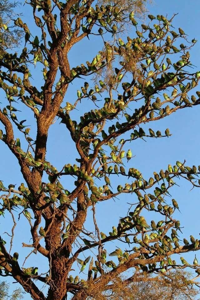 Огромная стая волнистых попугаев