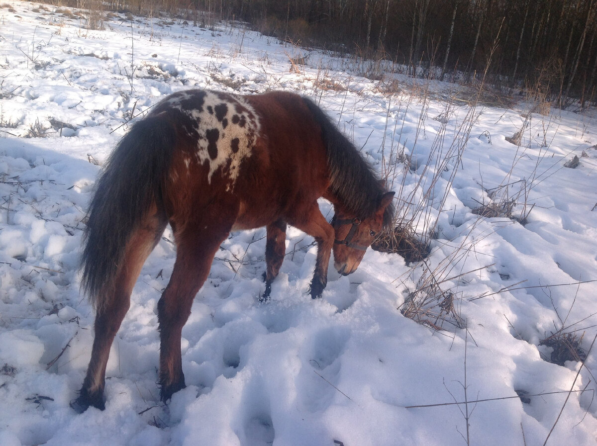 Horse secret 3