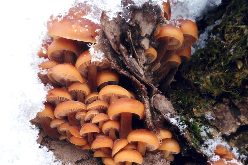    Среди всех зимних грибов фламмулина единственная имеет яркий вкус и цвет. / Фото: vk.com/kurskiegribniki