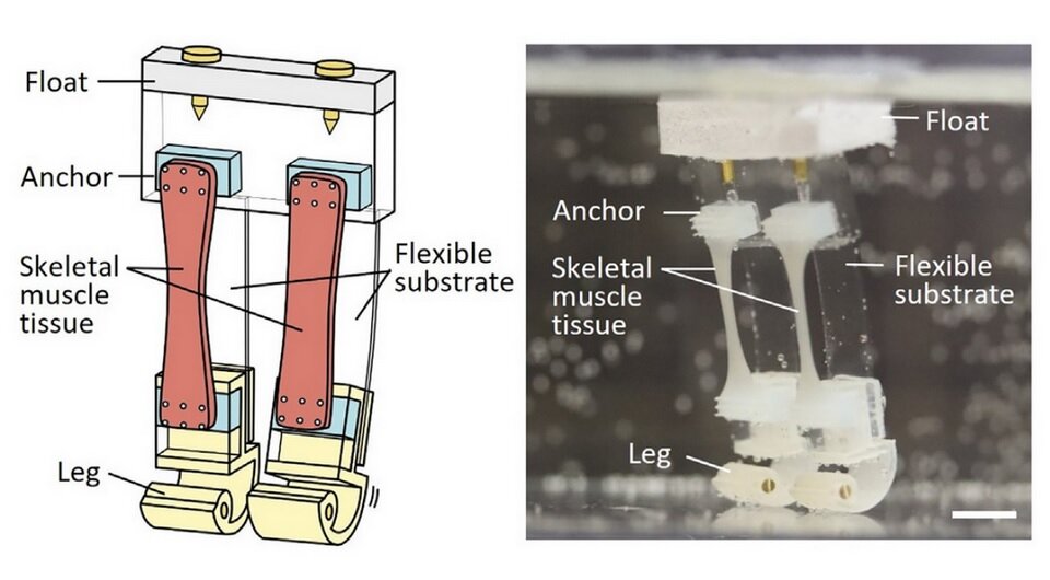   Ryuki Kinjo et al. / Matter, 2024