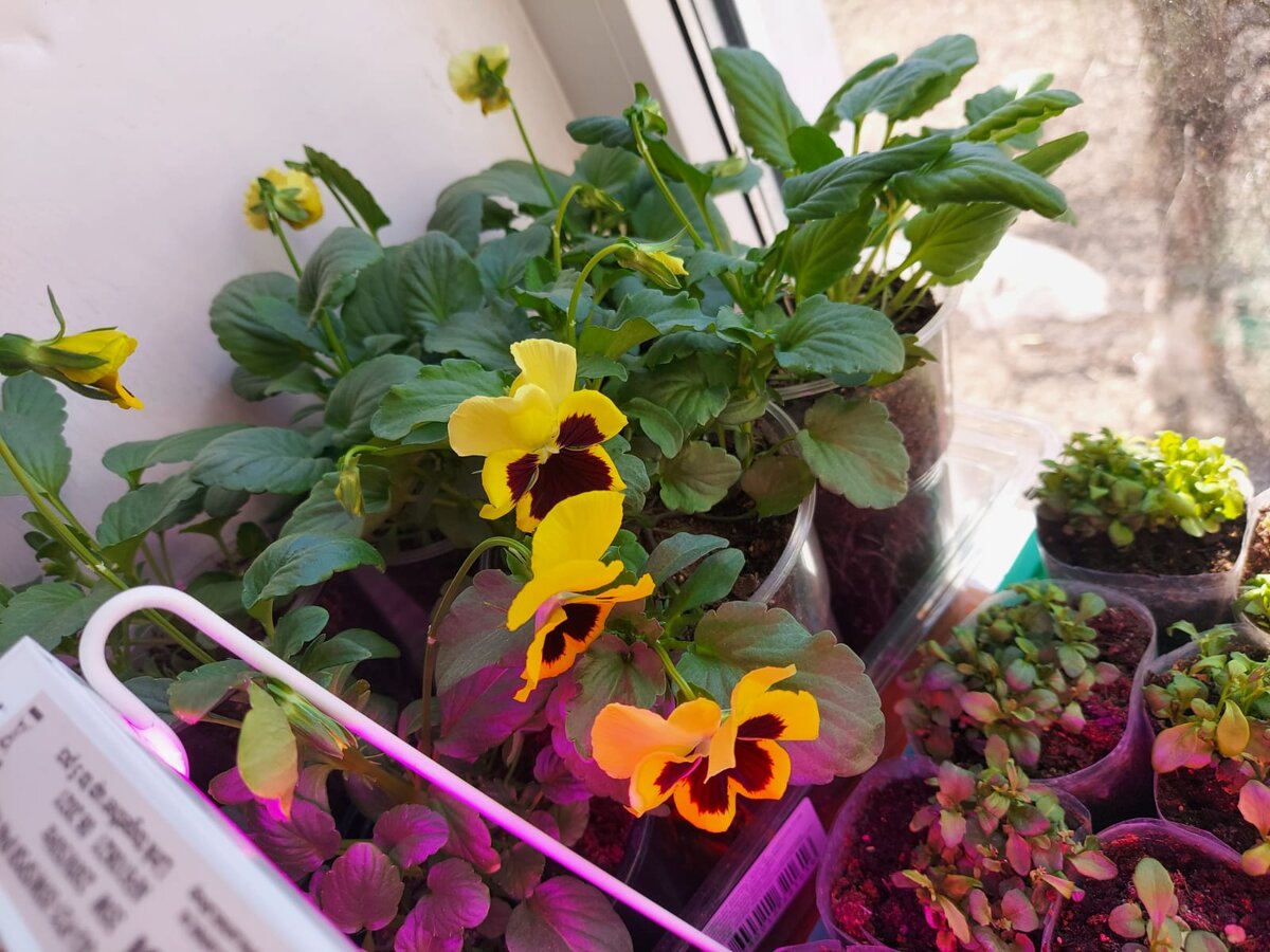 В СОСТАВ ЭТОГО МЫЛА ВХОДЯТ ВОДА,КАЛИЙНАЯ СОЛЬ,РАСТИТЕЛЬНЫЕ МАСЛА И НАТУРАЛЬНЫЕ ЖИРЫ..