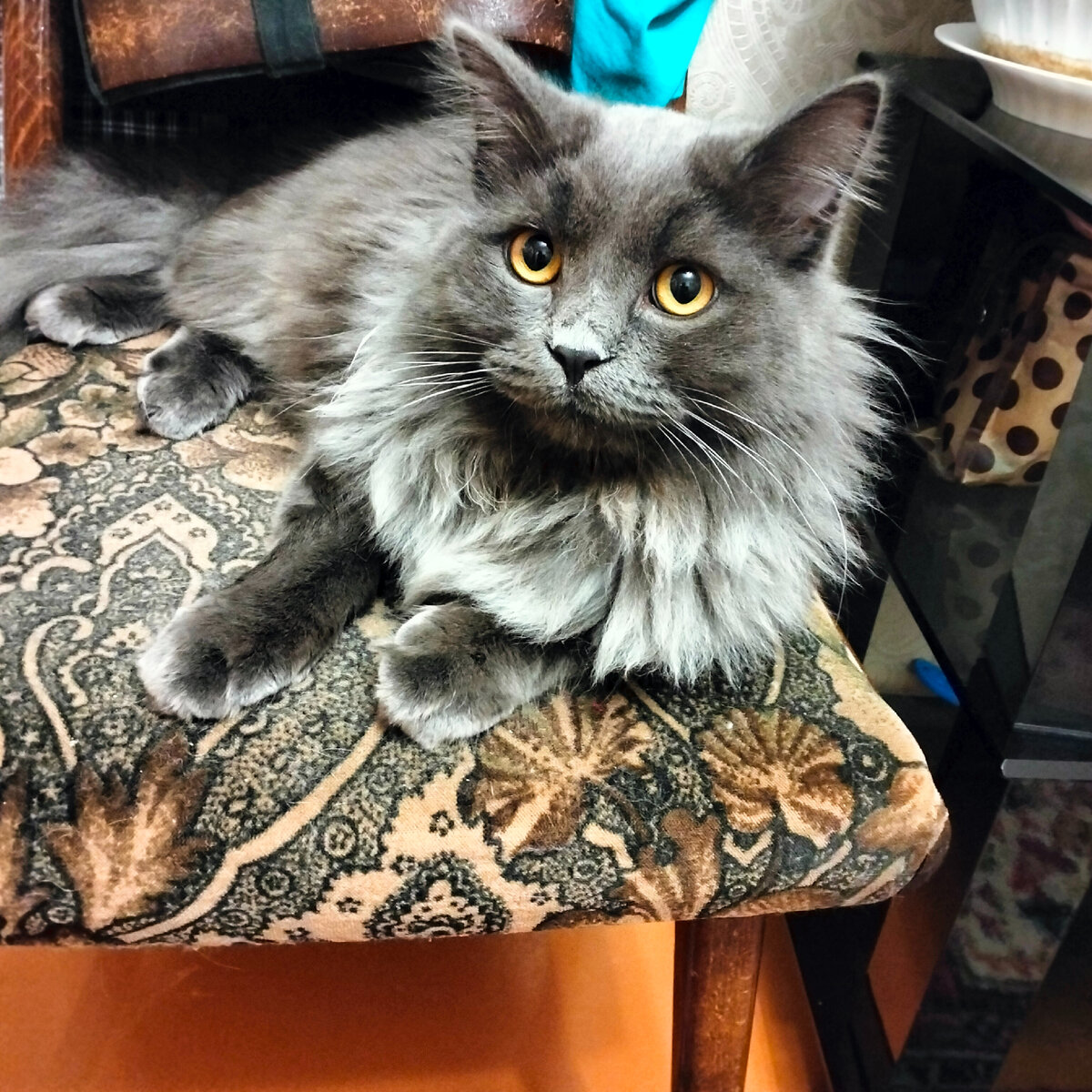 Кот часто ходит в туалет по маленькому. Котенка мордой в лоток. Котенок часто писать. Рыжий кот в лотке. Котенок часто писать.