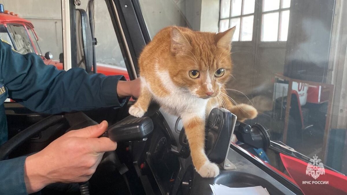    В Курской области кошка Мурка пополнила кошачий отряд МЧС России "Семёнычи"