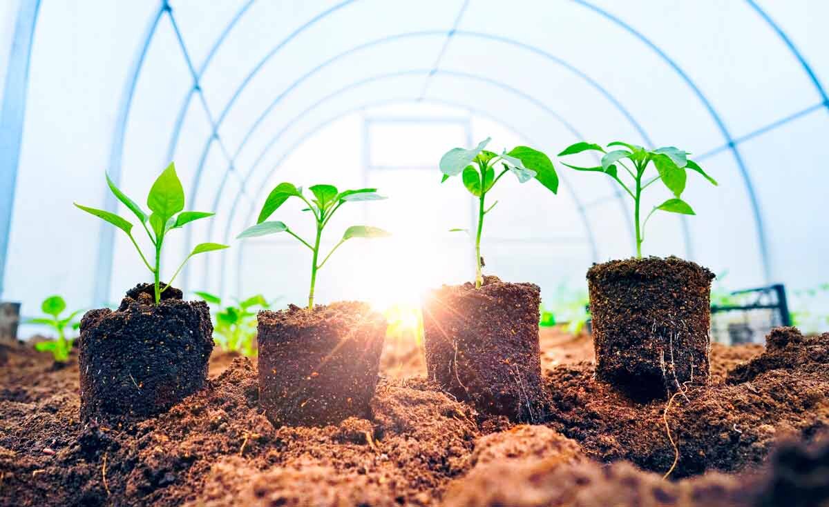 Теплица для зелени. Клубника в промышленных масштабах. Промышленная клубника в открытом грунте. Промышленная посадка клубники. Бизнес на открытом грунте.