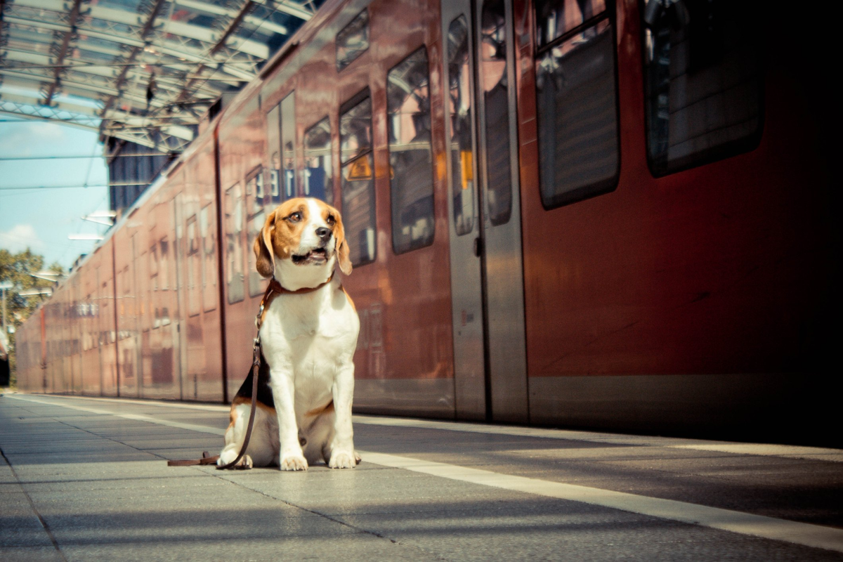 Провоз собаки в поезде ржд. Собака на перроне. Собака на вокзале. Собака и железная дорога. Собака в поезде.