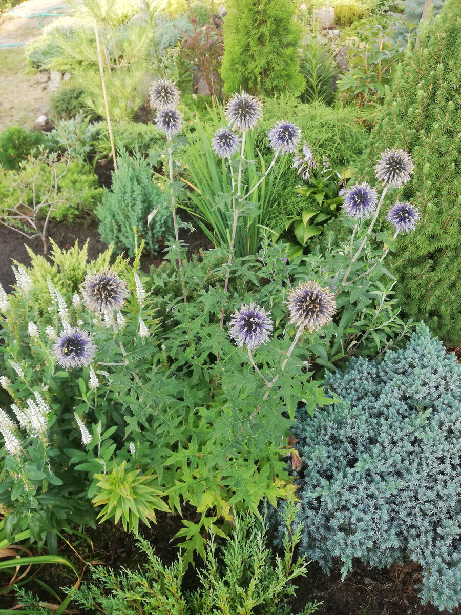 Тот самый мордовник, конец августа - уже отцветает (Echinops bannaticus 'Blue Globe')